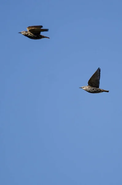 Dos estorninos europeos volando en un cielo azul — Foto de Stock