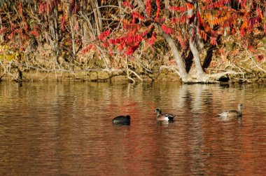 Amerikan Wigeon bir sonbahar göl'dinlenme 