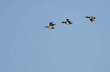 Üç Halkalı Boynlu Ördek Mavi Gökte Uçuyor 