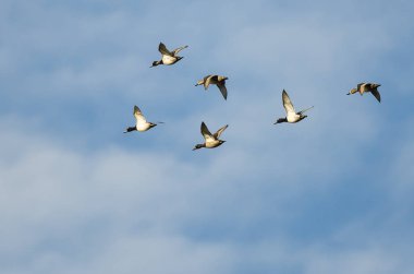 Small Flock of Ring-Necked Ducks Flying in a Blue Sky  clipart