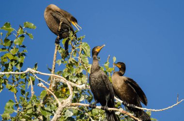 Üç Çift Tepeli karabatak yüksek ağaca tünemiş 