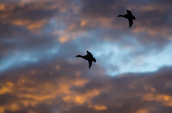 Silhouette Enten fliegen in den Himmel des Sonnenuntergangs — Stockfoto