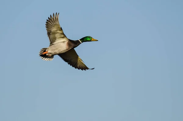 Mallard Duck flyger i en blå himmel — Stockfoto