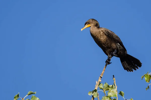 Double-Crested Cormorant Perched High in a Tree — Stock Photo, Image