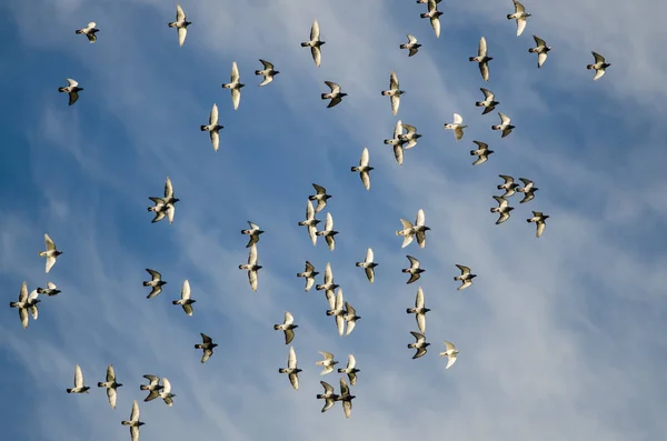 Flock Rock duvor flyger i en blå himmel — Stockfoto