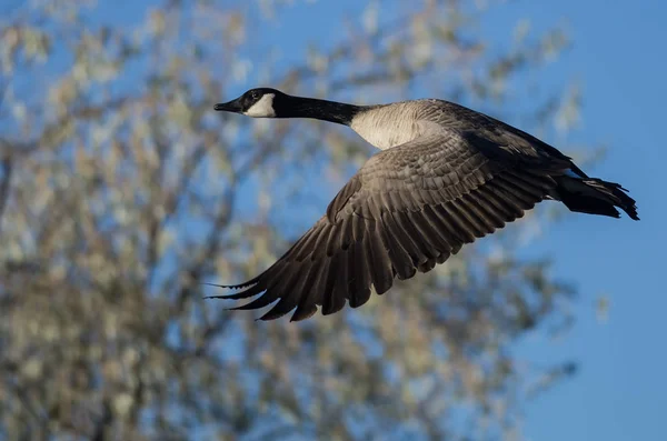 Nära titt på kanadagås flyger förbi höstträd — Stockfoto