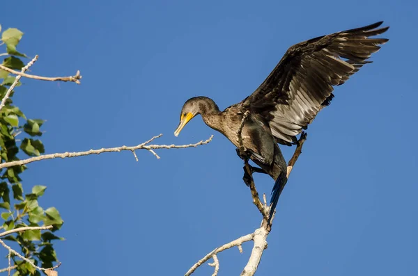 Cormoran à double crête perché haut dans un arbre — Photo