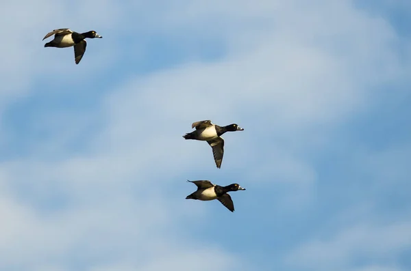 Tres patos de cuello anular volando en un cielo azul — Foto de Stock