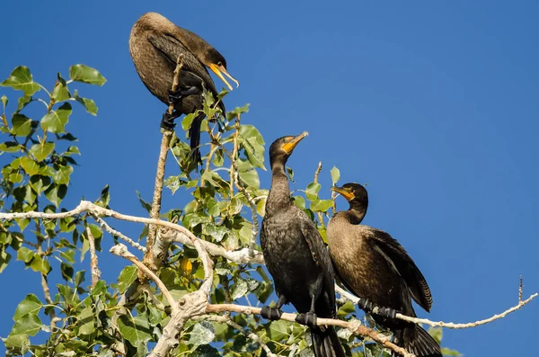 Tres cormoranes de doble cresta posados en lo alto de un árbol — Foto de Stock