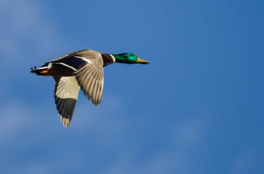 Mavi Gökte Uçan Mallard Ördeği 