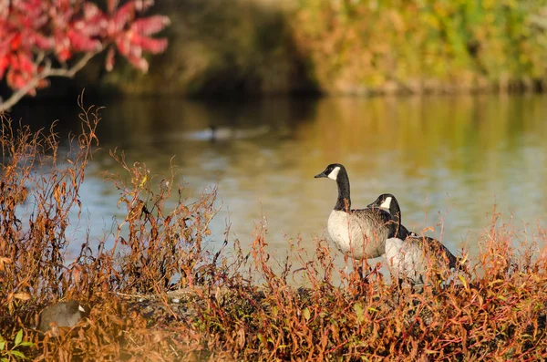 Par de gansos do Canadá descansando ao lado do lago de outono — Fotografia de Stock