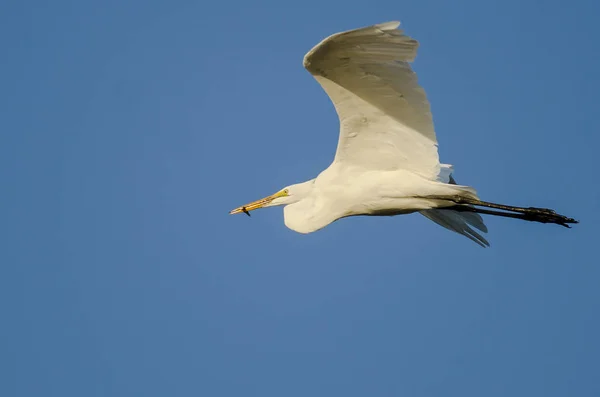 Grande aigrette portant un poisson attrapé alors qu'il vole dans un ciel bleu — Photo