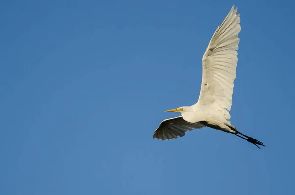 Grande Egret voando no céu azul — Fotografia de Stock