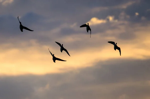 Silhuett lock av ankor som flyger i solnedgången himlen — Stockfoto