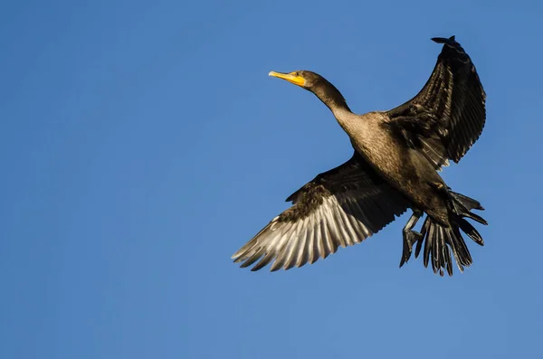 Corvo-marinho de duas crias voando em um céu azul — Fotografia de Stock