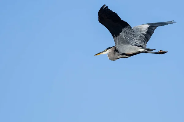 Большая голубая цапля, летящая в голубом небе — стоковое фото