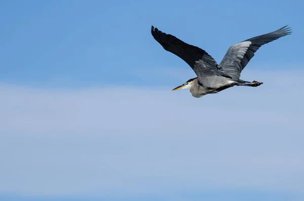 Marele Heron Albastru Zburând într-un cer albastru — Fotografie, imagine de stoc