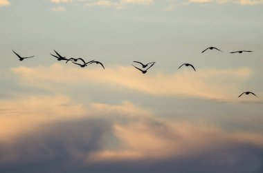 Büyük güzel günbatımı gökyüzünde uçan kaz sürüsü 