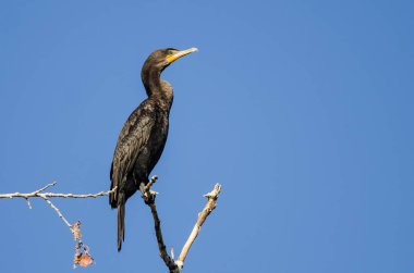 Uzun ağaca tünemiş Çift Tepeli karabatak 