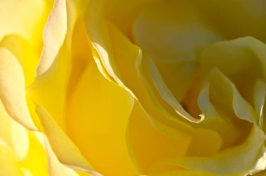 Doğa Özet: narin Sarı Gül nazik kıvrımları kaybetti 