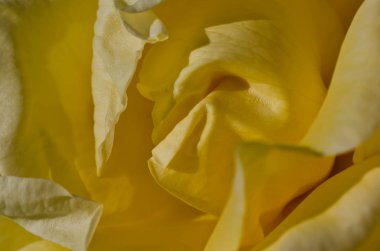 Doğa Özet: narin Sarı Gül nazik kıvrımları kaybetti 