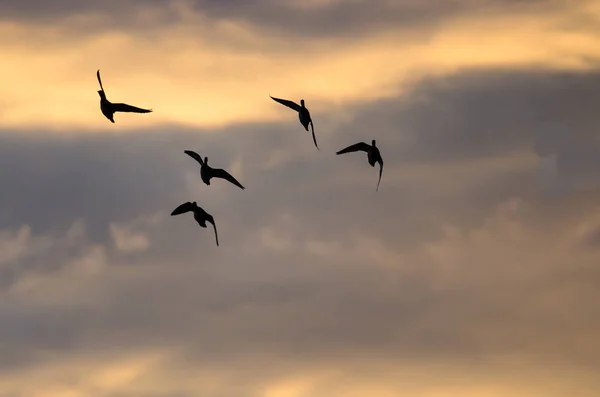 Stormo sagomato di anatre che volano nel cielo del tramonto — Foto Stock