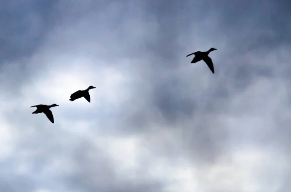 Tři siluetu kachny létání v temné večerní obloze — Stock fotografie