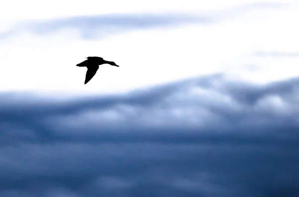 Canard silhouetté volant dans le ciel sombre du soir — Photo