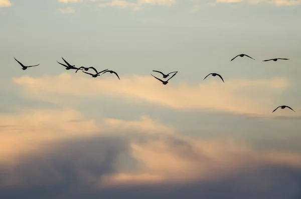 Große Schar Gänse fliegt in den wunderschönen Sonnenuntergang — Stockfoto