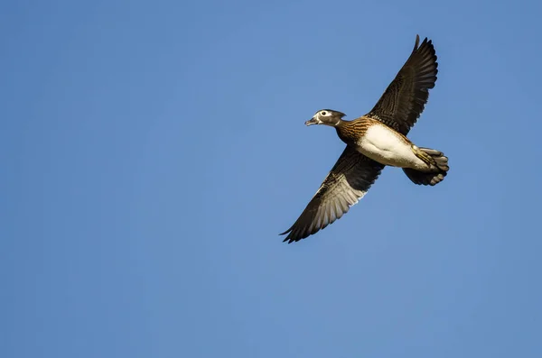 Vrouwelijke hout duck vliegen in een blauwe hemel — Stockfoto