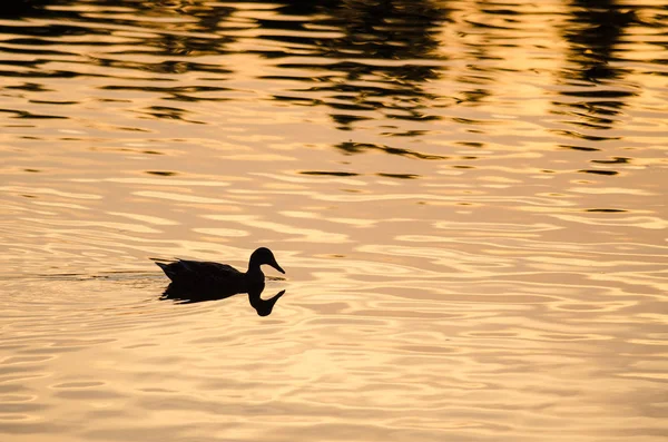 Silhouette di anatra che nuota in uno stagno d'oro mentre il sole tramonta — Foto Stock