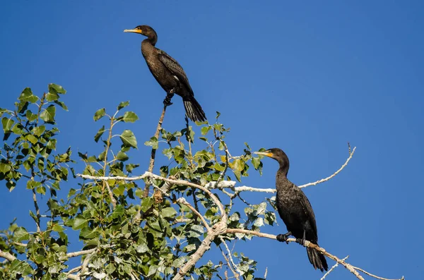 Par dubbel-Crested skarvar uppflugen högt i ett träd — Stockfoto