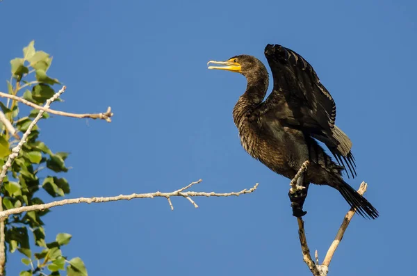 Dubbel-Crested skarv uppflugen högt i ett träd — Stockfoto