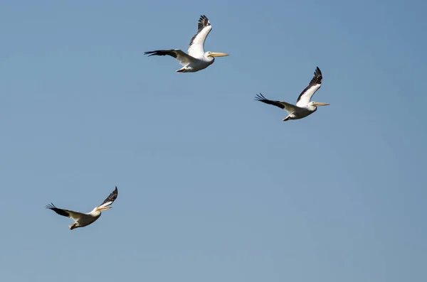 Trois pélicans blancs américains volant dans un ciel bleu nuageux — Photo
