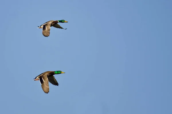 Two Male Mallard Ducks Flying in a Blue Sky