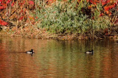 Yüzük - boyunlu bir sonbahar gölet üzerinde oturan ördekler 