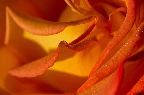 Naturaleza Resumen: Perdido en los suaves pliegues de la delicada rosa —  Fotos de Stock