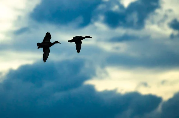 Par de patos silhuetas voando no céu escuro à noite — Fotografia de Stock