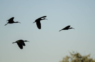 Dört mavi gökyüzünde uçan başlıklı Ibis kontrast 