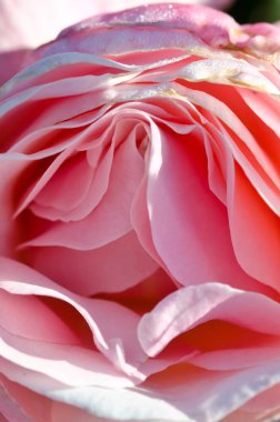 Doğa Özet: hassas Rose nazik kıvrımları kaybetti 