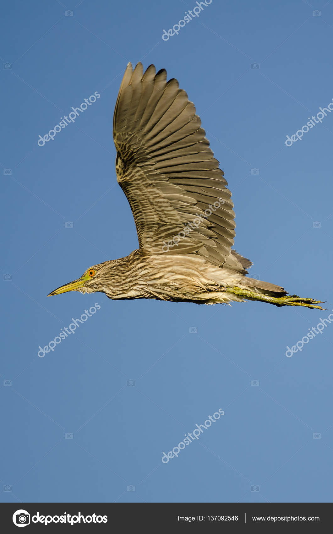 Immature Black-Crowned Night-Heron Flying in a Blue Sky — Stock Photo