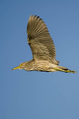 olgunlaşmamış kara tepeli gece-mavi gökyüzünde uçan balıkçıl 
