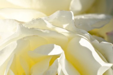 Doğa Özet: hassas beyaz gül nazik kıvrımları kaybetti 