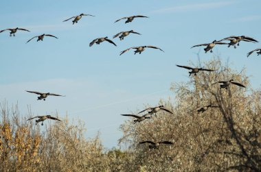 Bataklık bir iniş için gelen Kanada kazlar sürüsü 