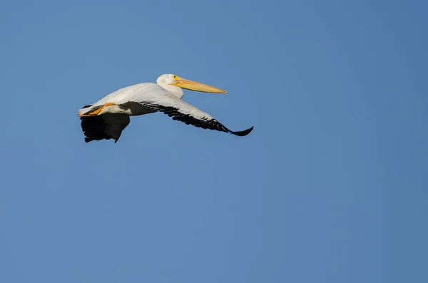Amerikaanse witte pelikaan vliegen in de blauwe hemel — Stockfoto