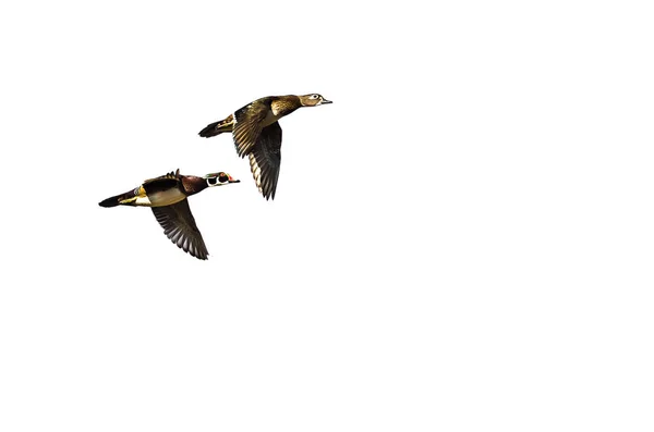 Par de patos de madeira voando em um fundo leve — Fotografia de Stock