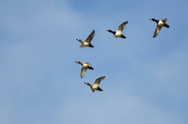 Bandada de patos de cuello anular volando en un cielo azul — Foto de Stock