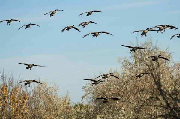 Flock of Canada Geese Coming in for a Landing in the Marsh — Stock Photo, Image