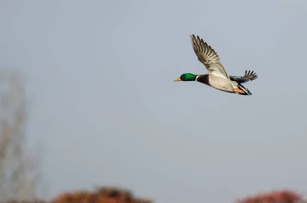 Mallard Duck Flying in the Autumn Sky — Stock Photo, Image