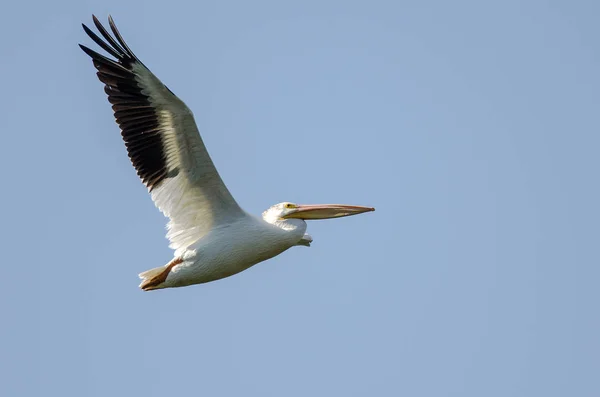 Amerikanischer weißer Pelikan fliegt in einem wolkenverhangenen blauen Himmel — Stockfoto